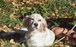 English Setter dogs for adoption: Boss  - Image 7