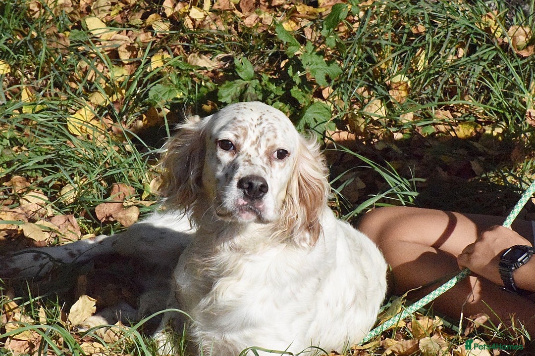 English Setter dogs for adoption: Boss  - Image 7