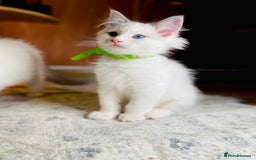 Ragdoll cats for sale: QUALITY GCCF RAGDOLLS KITTENS READY NOW  - Image 33