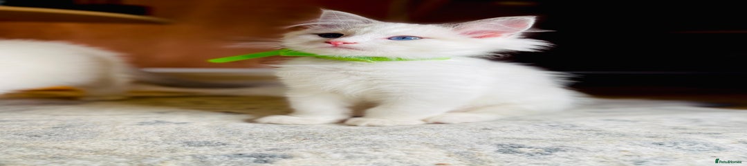Ragdoll Kitten 4