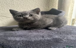 Scottish Fold cats for sale: Beautiful Scottish folds and straights kittens🎀 - Image 21