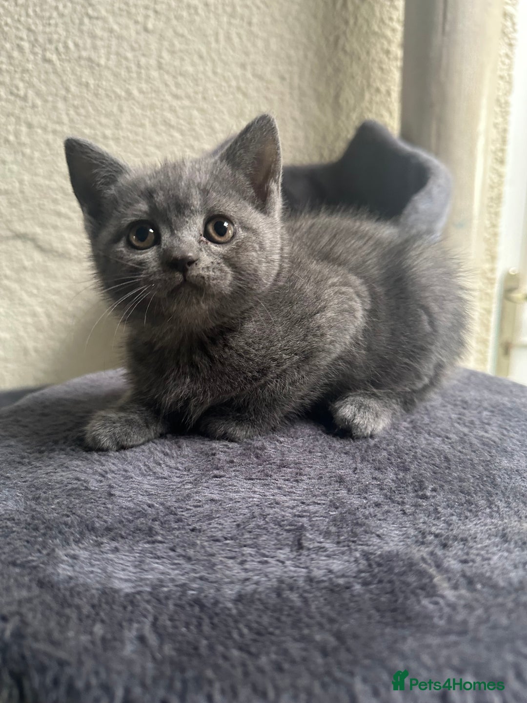 Scottish Fold cats for sale: Beautiful Scottish folds and straights kittens🎀 - Image 21