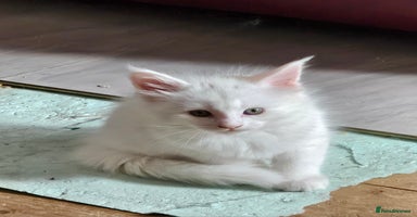 Maine Coon cats - Advert 8