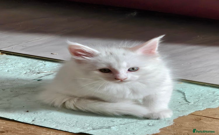 Maine Coon cats - Advert 4