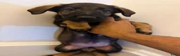 Mixed Breed dogs for sale: Puppies German Shepherd x Saluko x Dutch Harder - Advert 15