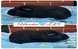 Guinea Pig rodents for sale: Guinea pig boars  - Image 24