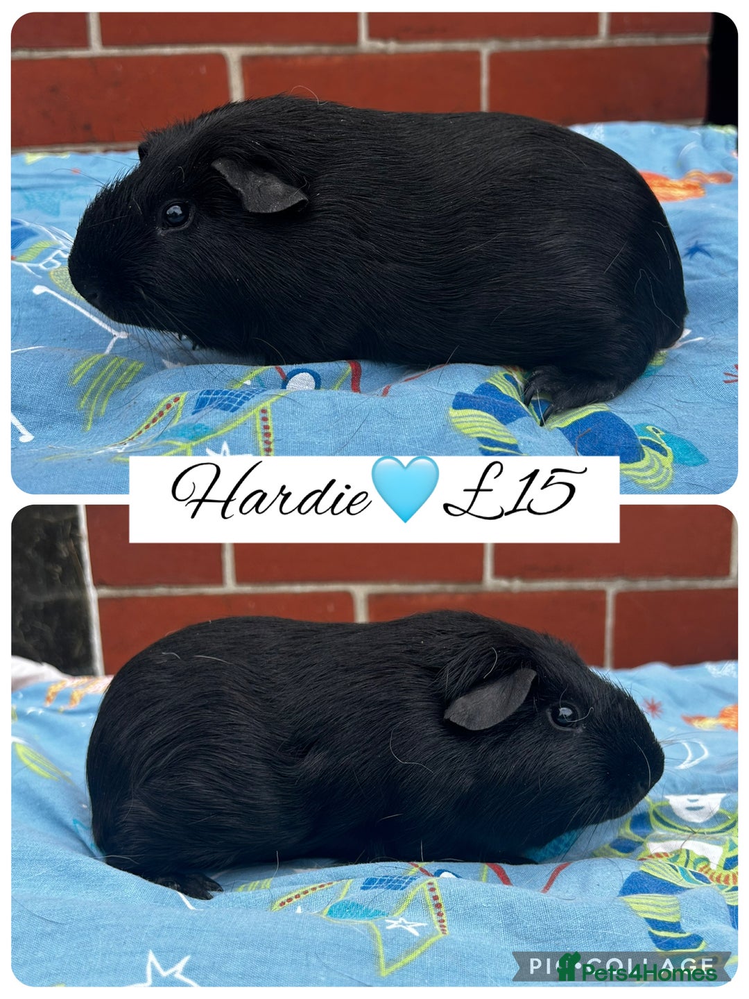 Guinea Pig rodents for sale: Guinea pig boars  - Image 24