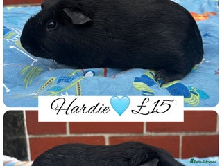 Guinea Pig rodents - Advert 29