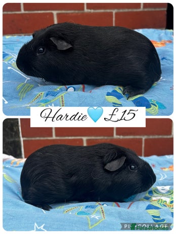 Guinea Pig rodents - Advert 14
