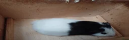 Guinea Pig rodents for sale: Guinea pigs 11 weeks old - Advert 3