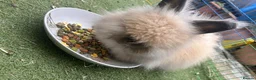 Angora rabbits for sale: Angora doe - Advert 1