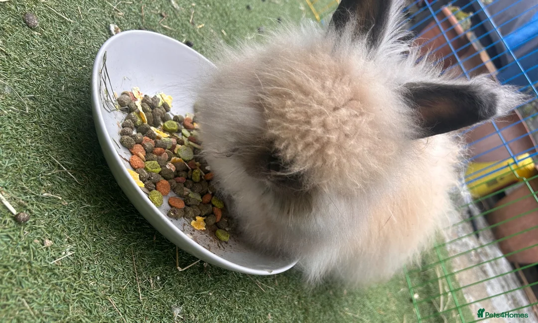 Angora rabbits for sale: Angora doe - Advert 1
