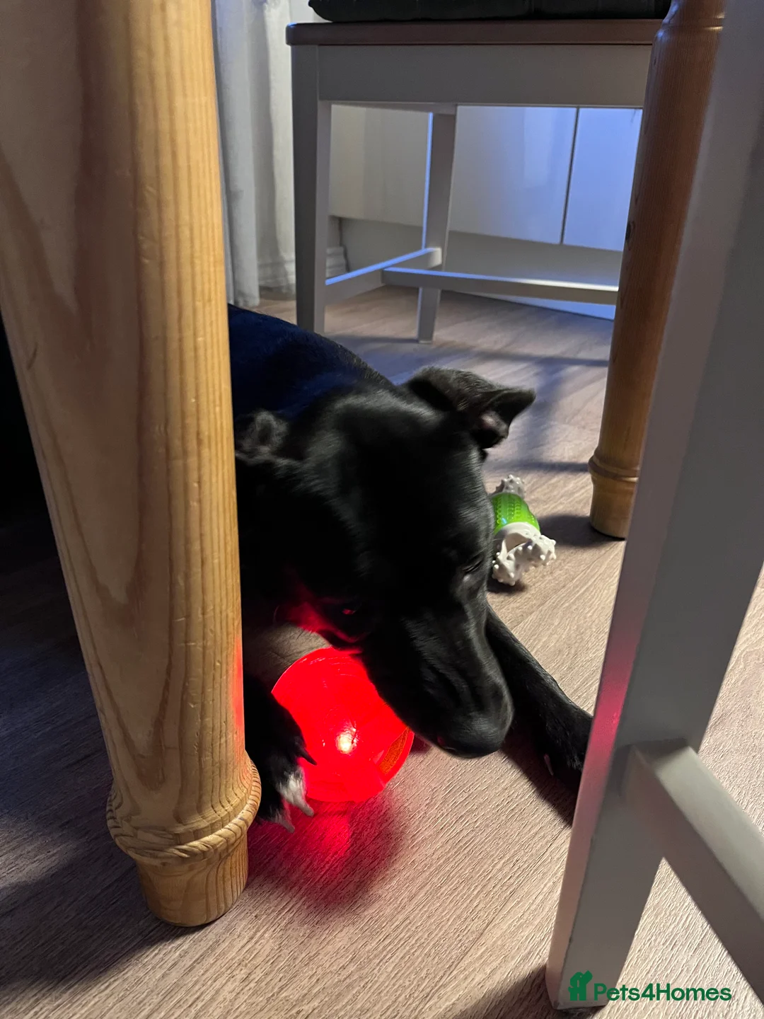 Mixed Breed dogs for sale: 9 months old Kali - Advert 5