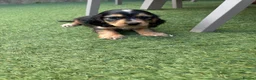Cocker Spaniel dogs for sale: Cocker Spaniel Puppy (Male) - Advert 12