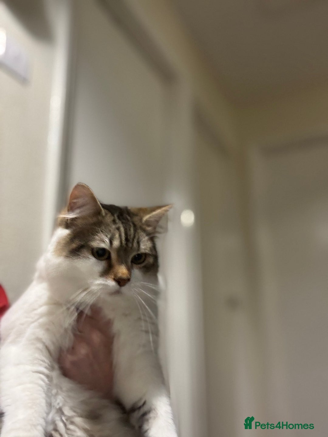 Mixed Breed cats for sale: 2 male cats  - Advert 5