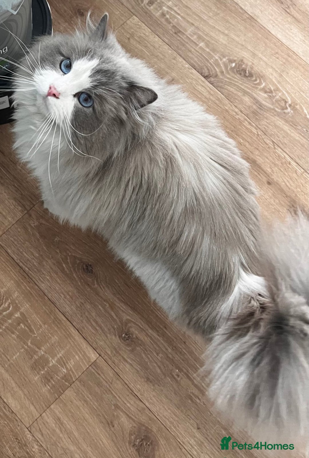 Ragdoll cats for sale: Last two Ragdoll Female kittens for sale  - Image 3