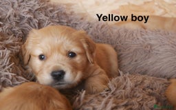 Golden Retriever dogs for sale: Beautiful litter of KC reg Golden Retriever pups  - Image 10