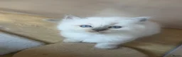 Ragdoll cats for sale: Beautiful Pure Ragdoll Kittens – 2 Boys & 1 Girl - Advert 4