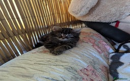 Bombay cats for sale: Different prices Bombay X long hair  - Image 23
