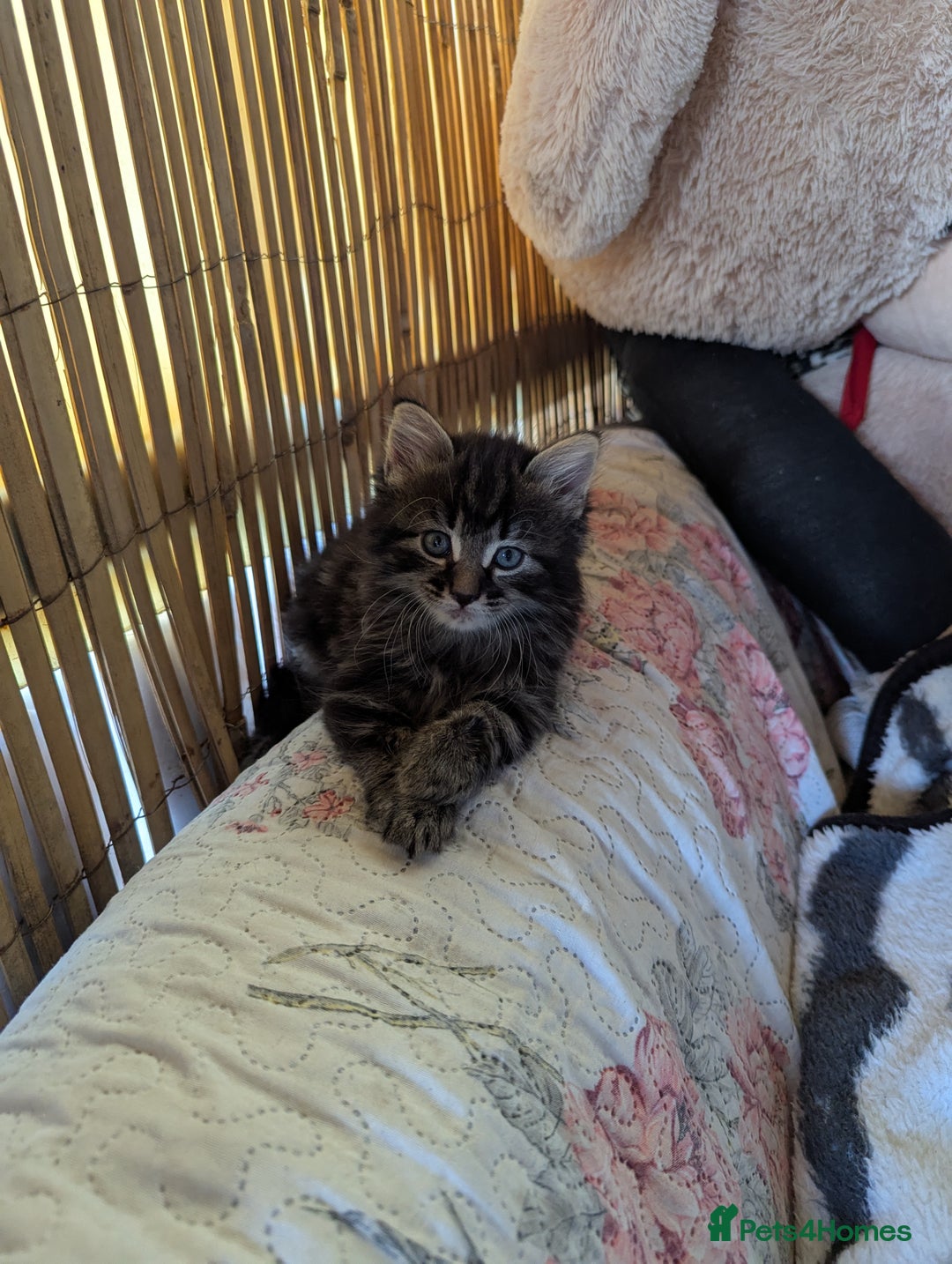 Bombay cats for sale: Different prices Bombay X long hair  - Image 23