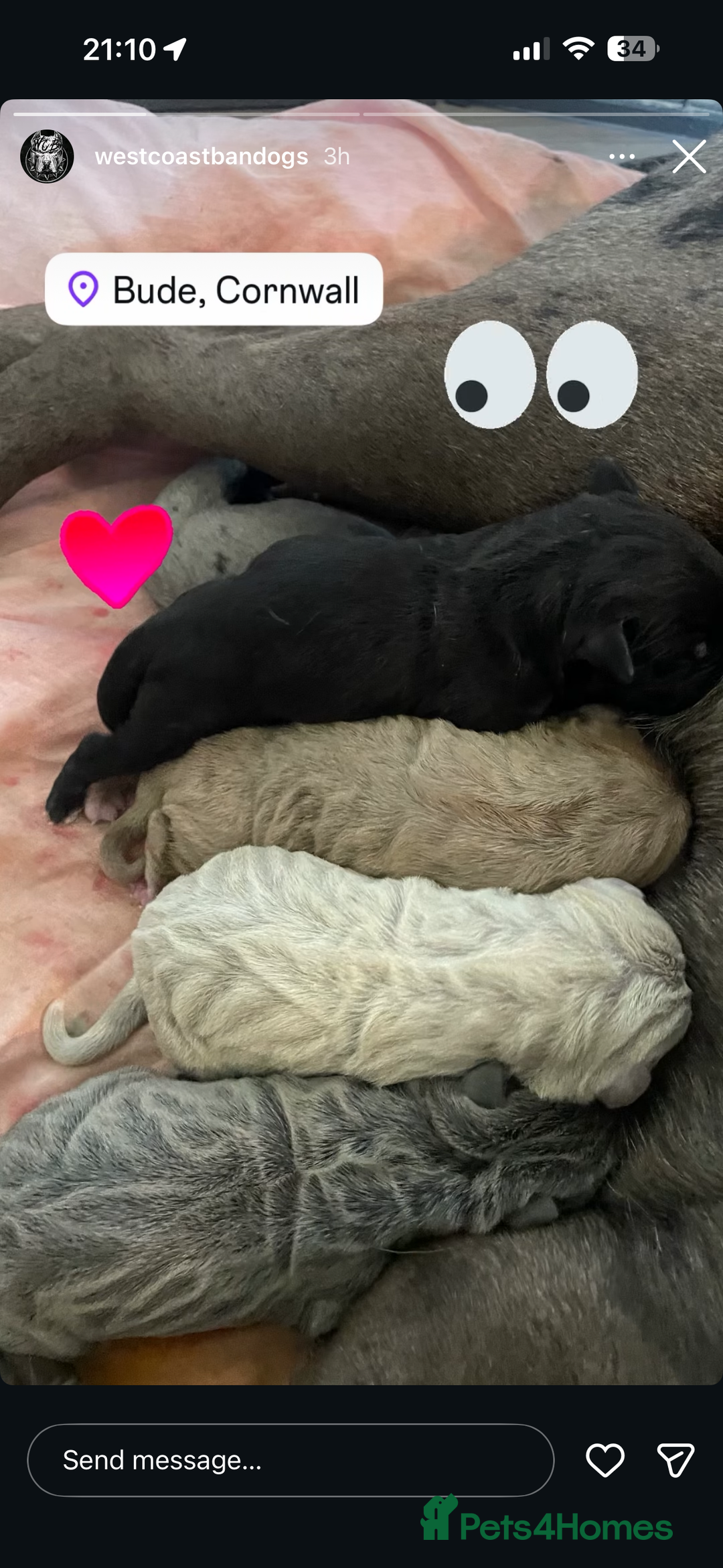 Mixed Breed dogs for sale: Presa X Neo puppies - Advert 1