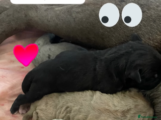 Mixed Breed dogs Presa X Neo puppies - Advert 1