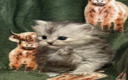 Persian cats for sale: ✨ Stunning Persian Kitten – Female – Ready Now 🌟 - Image 8