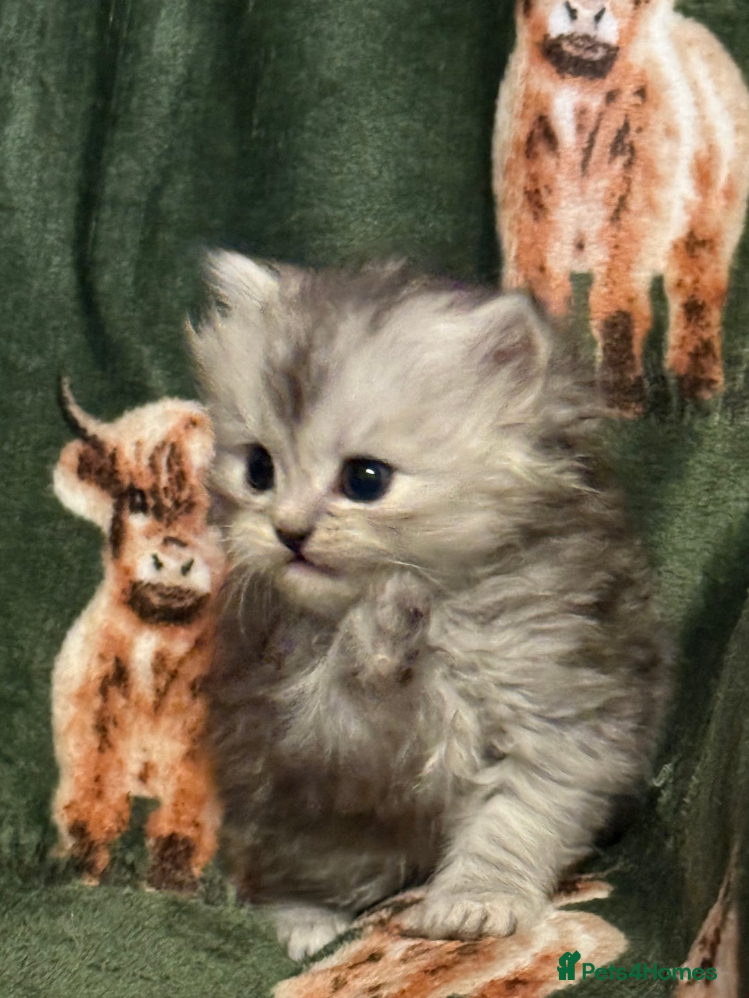 Persian cats for sale: ✨ Stunning Persian Kitten – Female – Ready Now 🌟 - Image 8