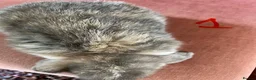 Mini Lop rabbits for sale: Beautiful Mini Lop Babies in Loughborough - Advert 9