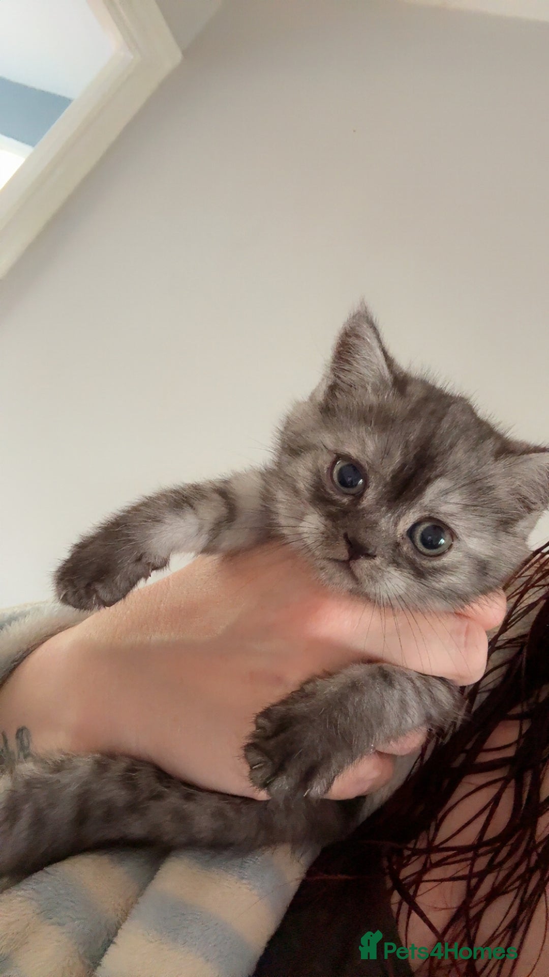 British Shorthair cats for sale: 1 Smoky Female British shorthair  - Image 2