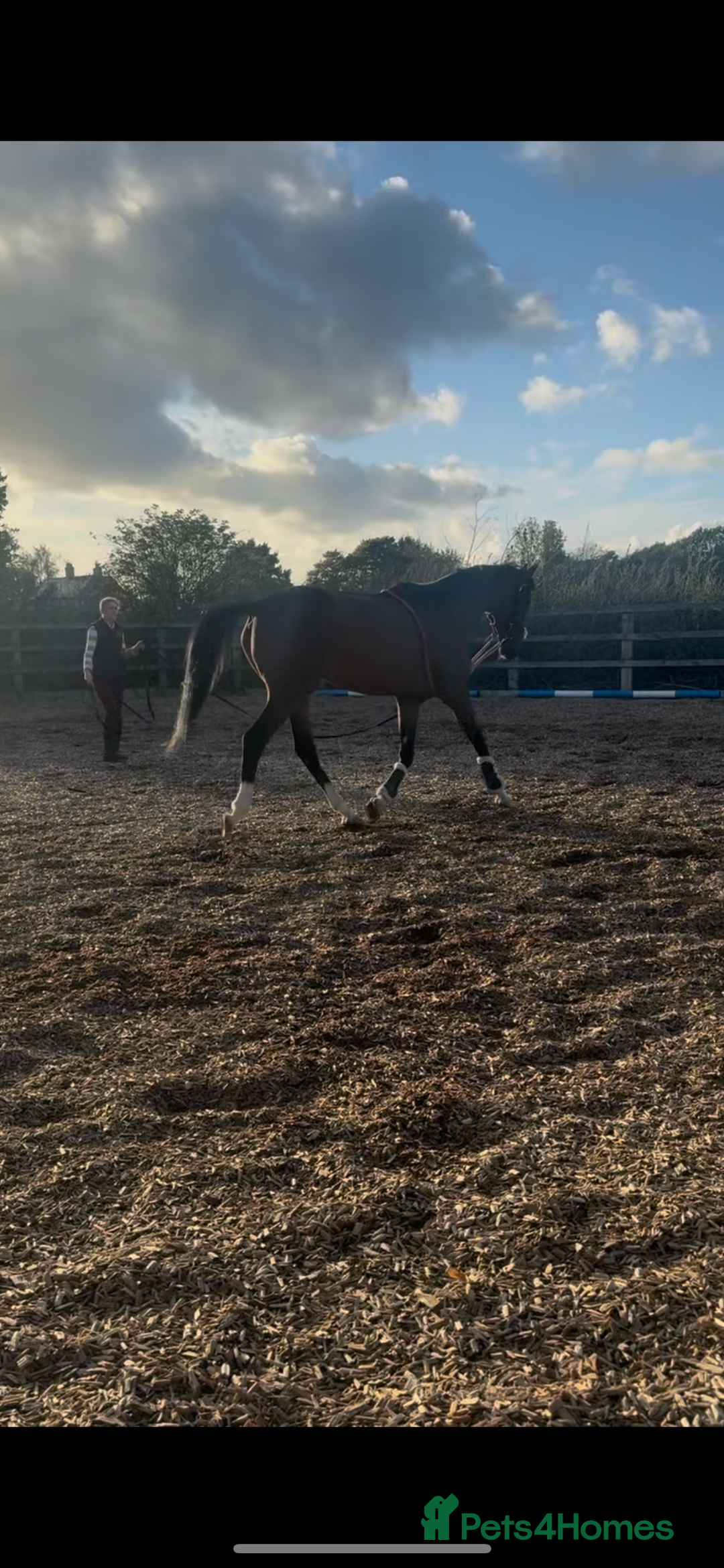 Irish Thoroughbred horses for sale: 16.2 5 year old tb project - Image 1