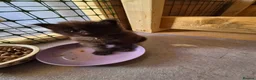 Maine Coon cats for sale: 1 Boy 1 Girl TAKE HOME TODAY - Advert 18
