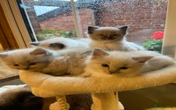 Ragdoll cats for sale: Beautiful girl for loving home  - Image 9