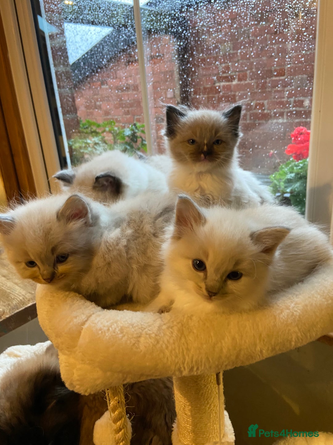 Ragdoll cats for sale: Beautiful girl for loving home  - Image 9