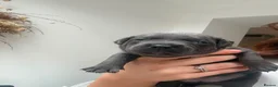Staffordshire Bull Terrier dogs for sale: Champion Blue Staffordshire Bull Terrier Puppies - Advert 1
