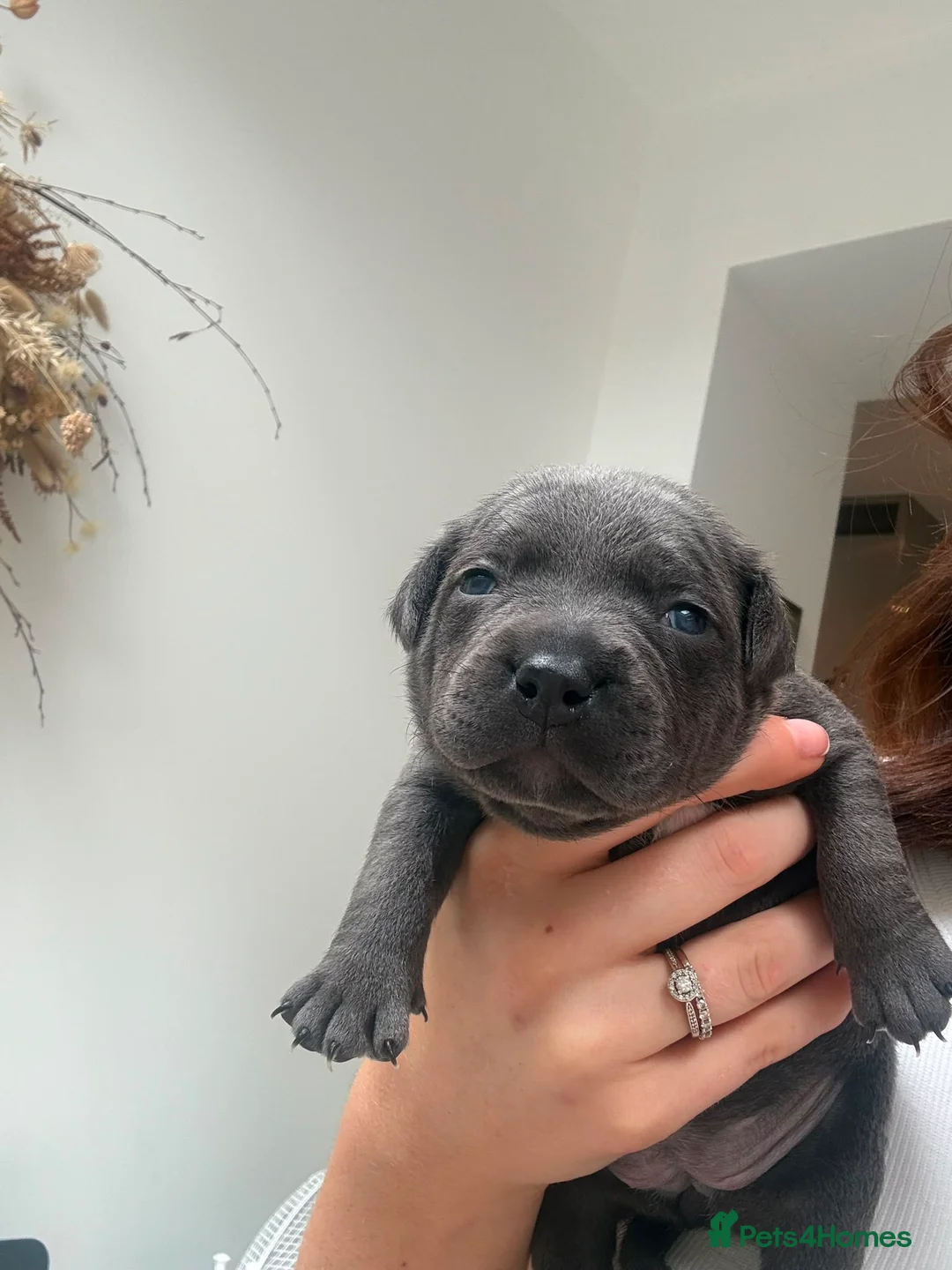 Staffordshire Bull Terrier dogs for sale: Champion Blue Staffordshire Bull Terrier Puppies - Advert 1