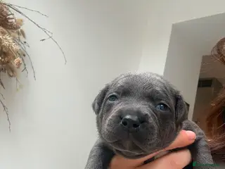 Staffordshire Bull Terrier dogs Champion Blue Staffordshire Bull Terrier Puppies - Advert 2