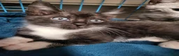 Bengal cats for sale: Bengal × Nebelung in Camborne - Advert 4