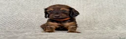 Dachshund dogs for sale: Standard Longhair Dachshunds  - Advert 5