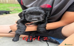 Cocker Spaniel dogs for sale: Beautiful Cocker Spaniel Puppies - Image 2
