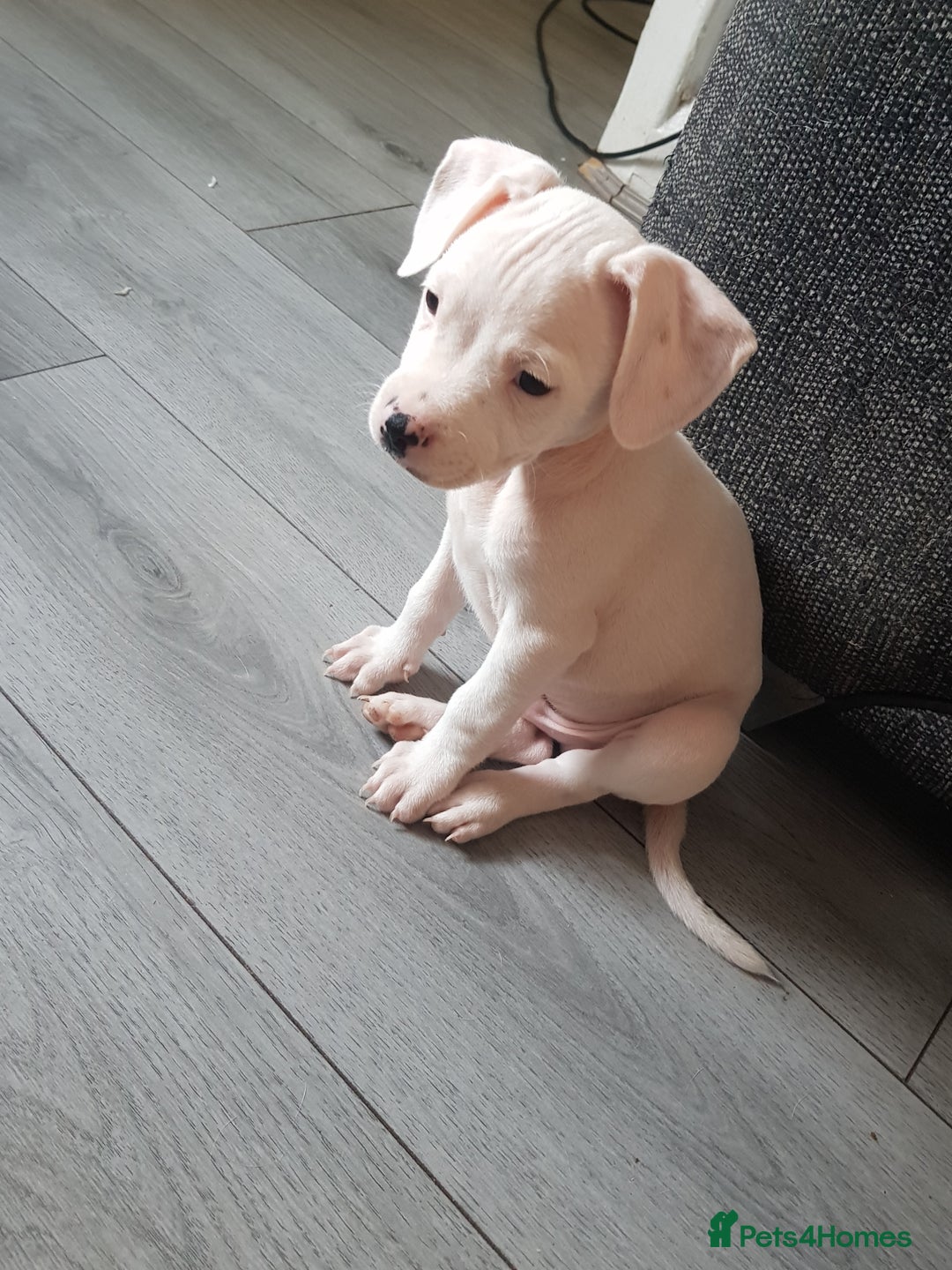 Mixed Breed dogs for sale: Frenchie X staffy. 4 left  - Image 6