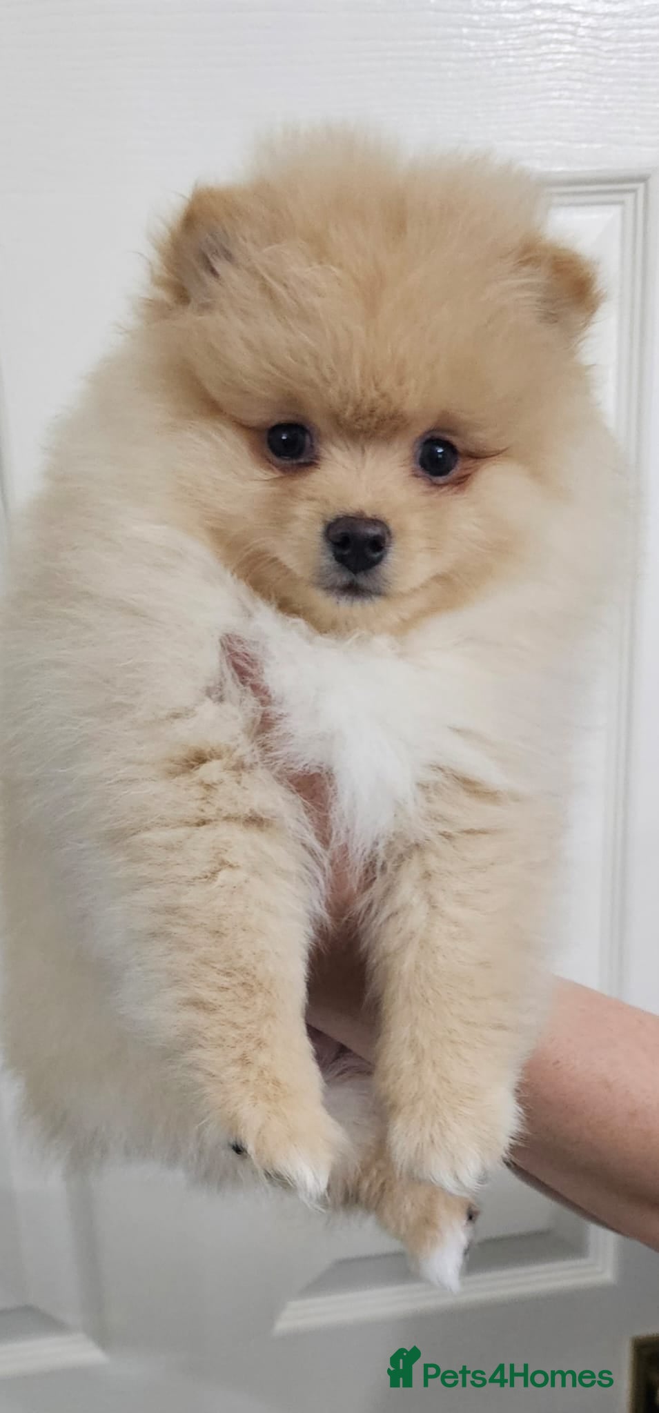 Pomeranian dogs 2 KC REG HANDSOME POMERANIANS - Advert 2