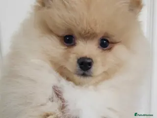 Pomeranian dogs 2 KC REG HANDSOME POMERANIANS - Advert 2