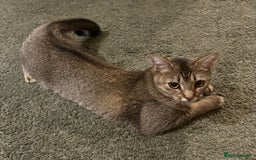 Mixed Breed cats for sale: Bambi - Image 1