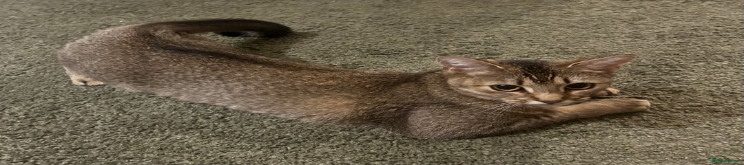 Mixed Breed Kitten 1