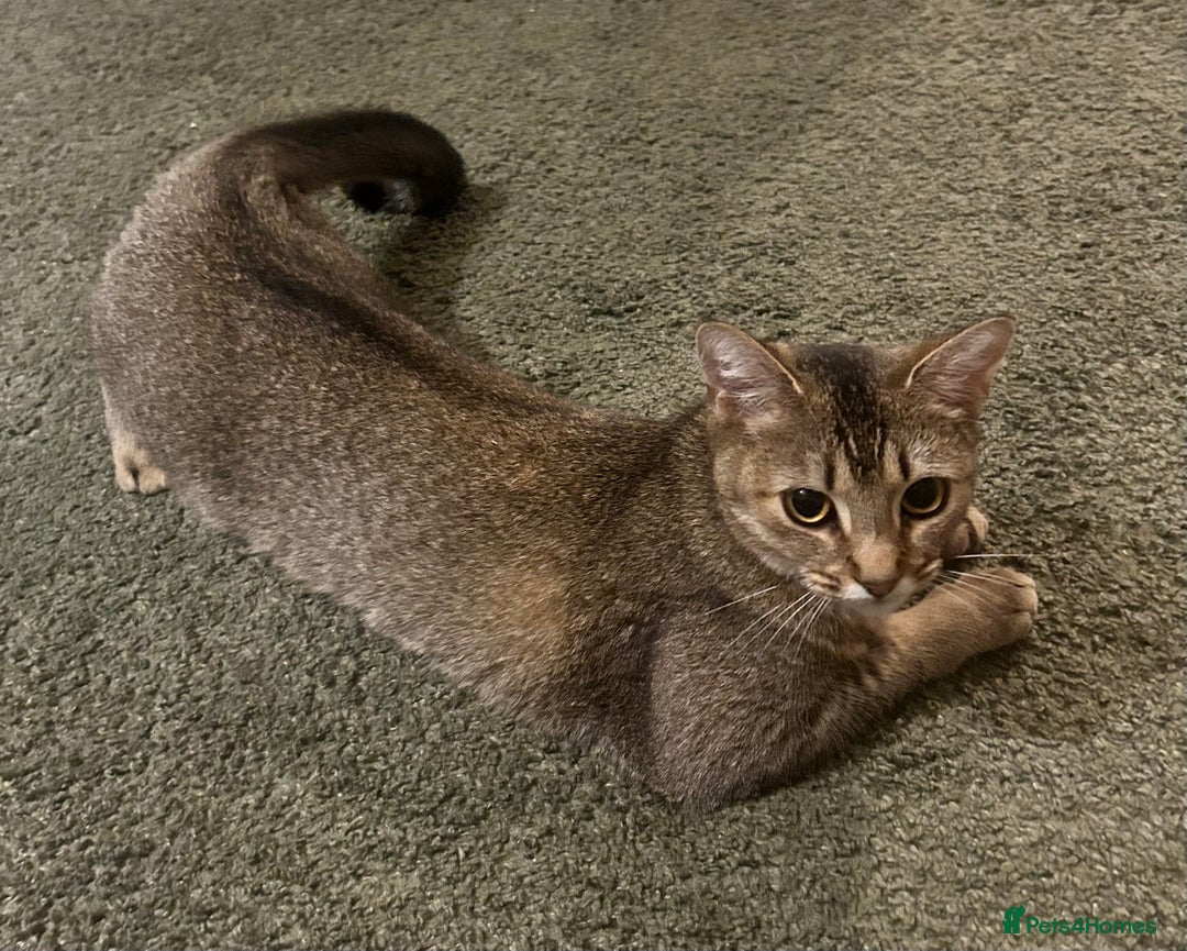 Mixed Breed cats for sale: Bambi - Image 1