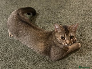 Mixed Breed cats - Advert 15