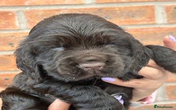 Cocker Spaniel dogs for sale: 🐾🐶 SHOW TYPE COCKER SPANIELS🐶🐾 - Image 14