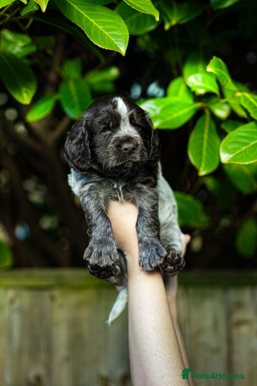 Cocker Spaniel dogs for sale: KC Registered Working Cocker Spaniel Puppies  - Advert 3