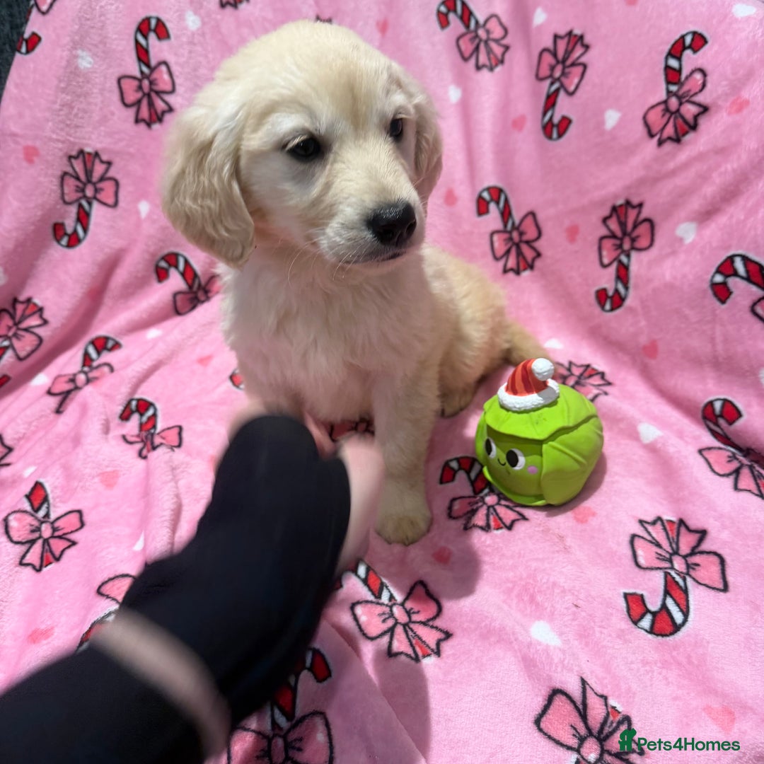 Golden Retriever dogs for sale: Stunning golden retriever pups  - Advert 4